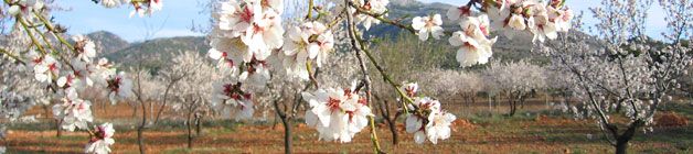 Almendros en Sierra de Baza